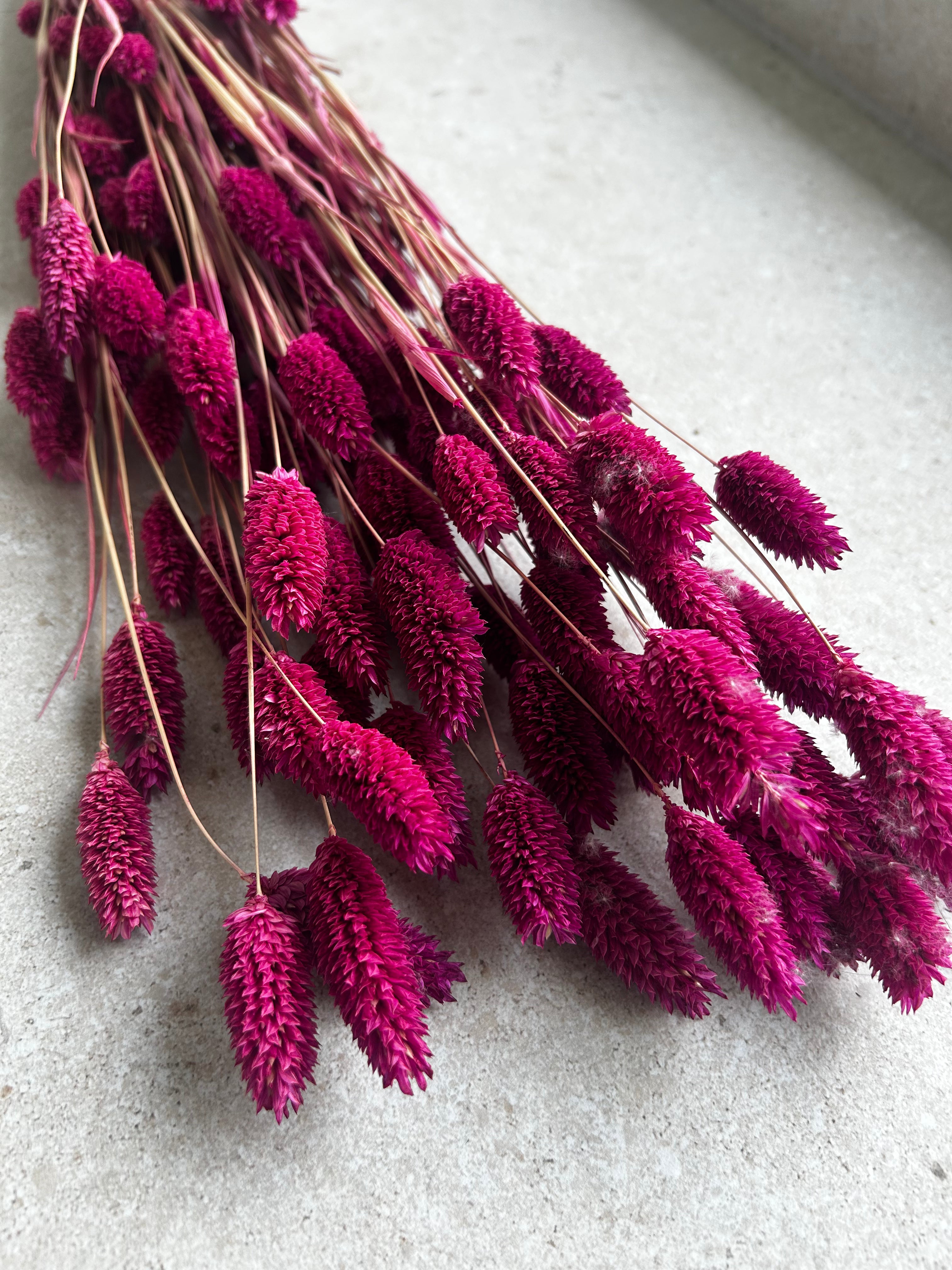 Phalaris Pink