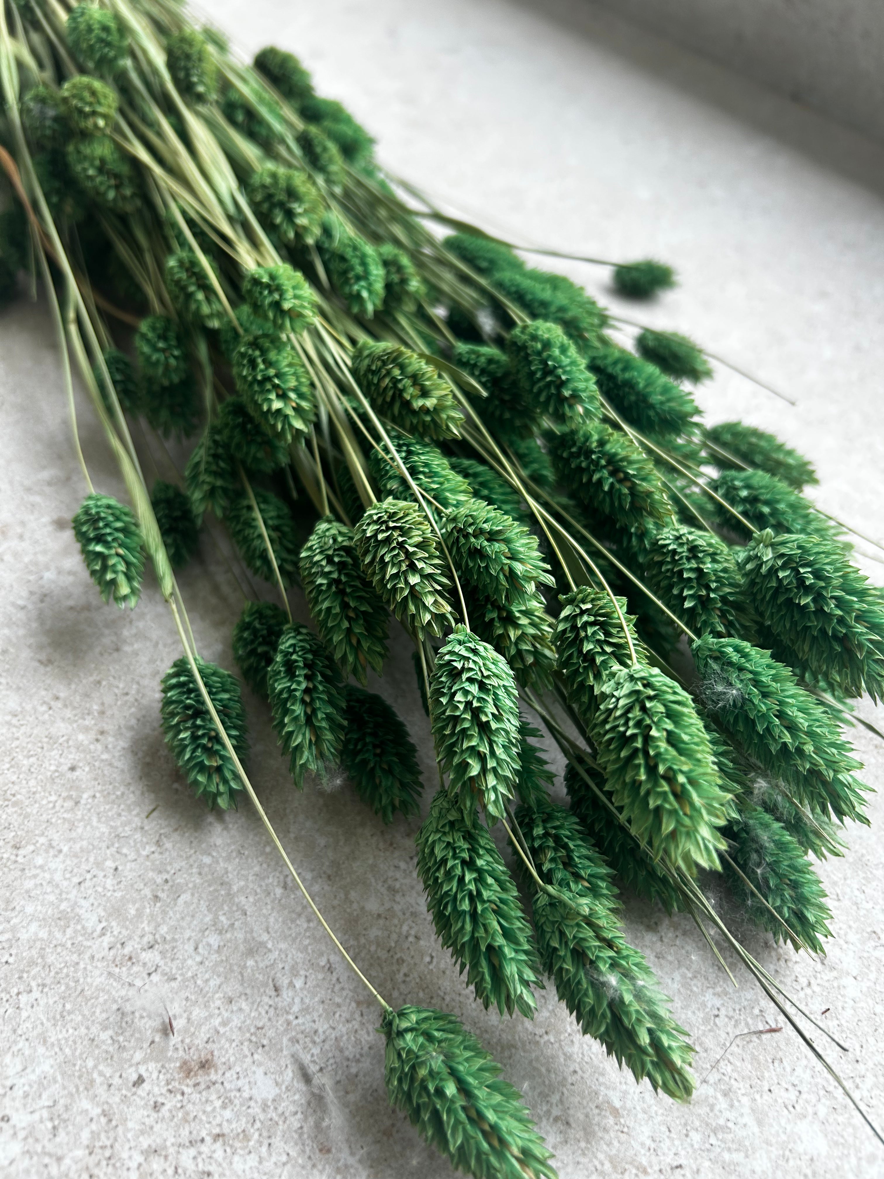 Phalaris Pink