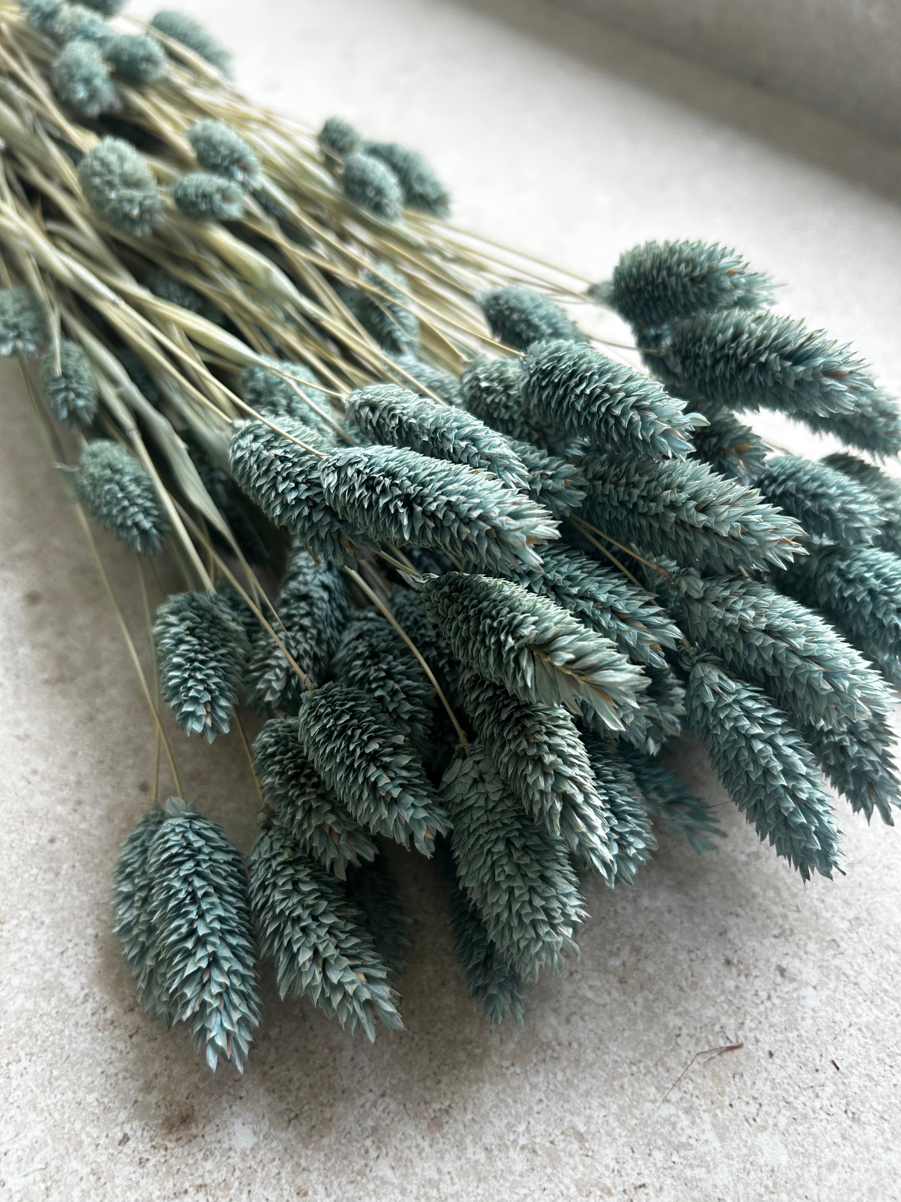 Phalaris Pink