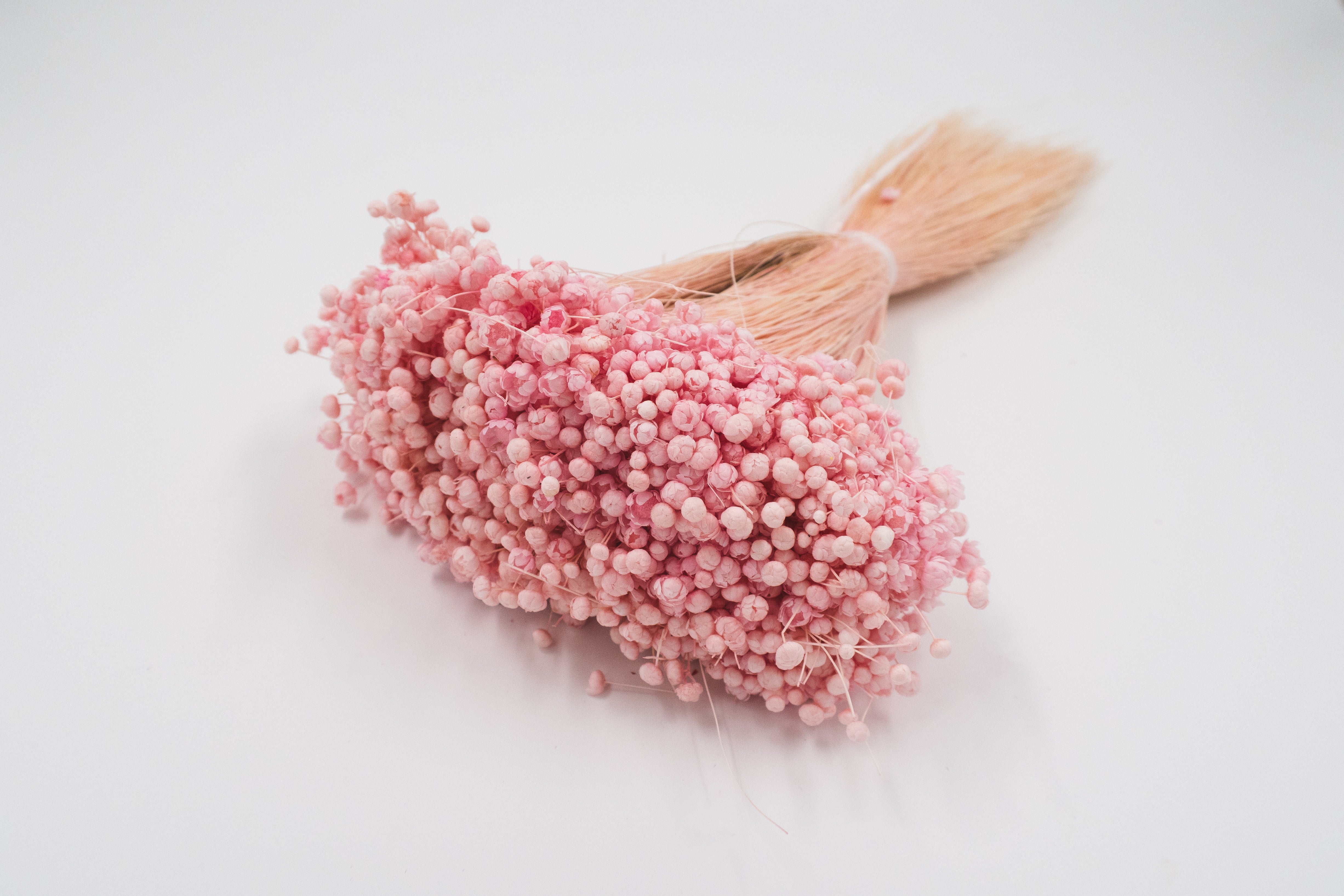 Glixia Pastel Pink