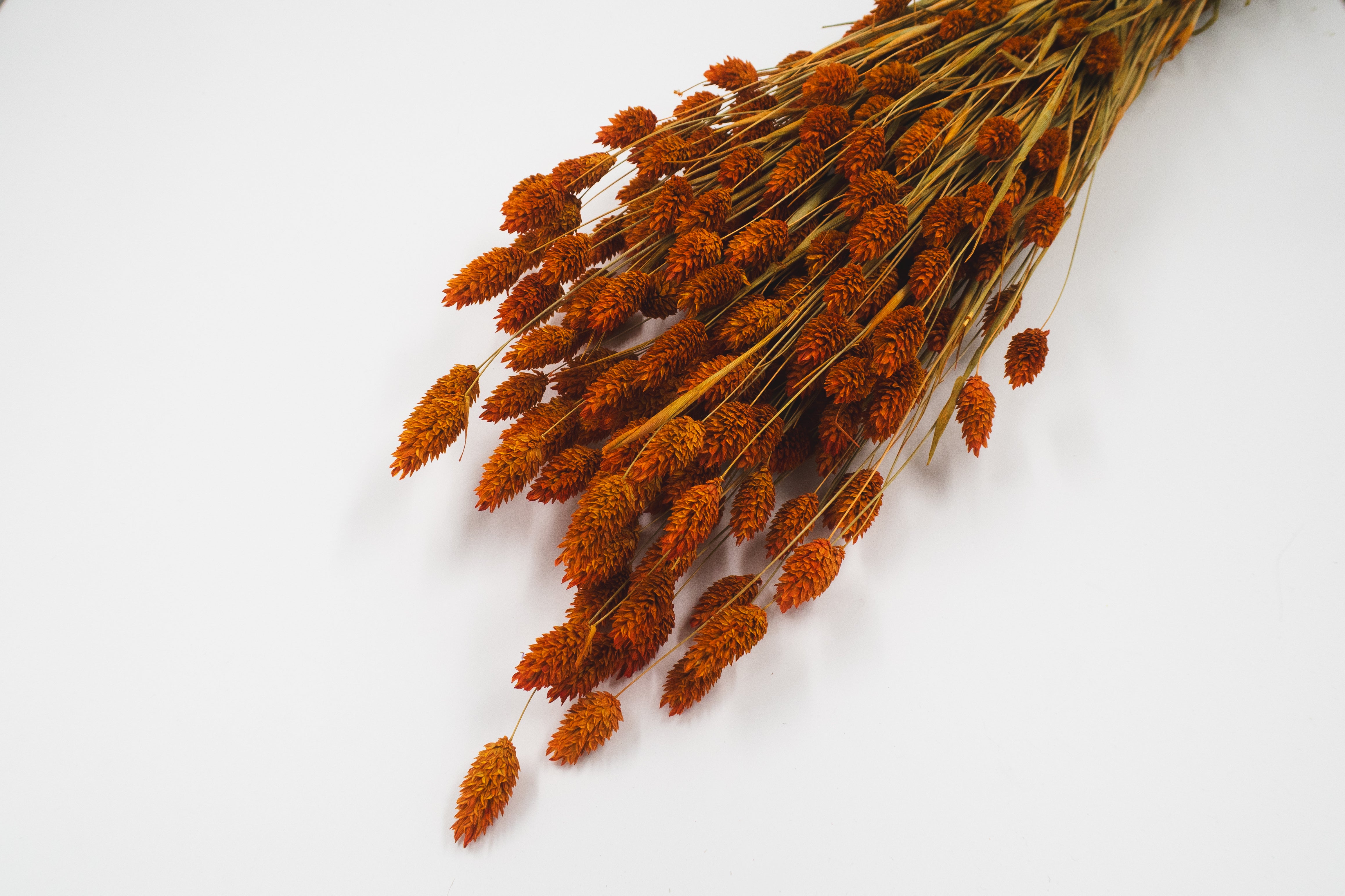 Phalaris Orange