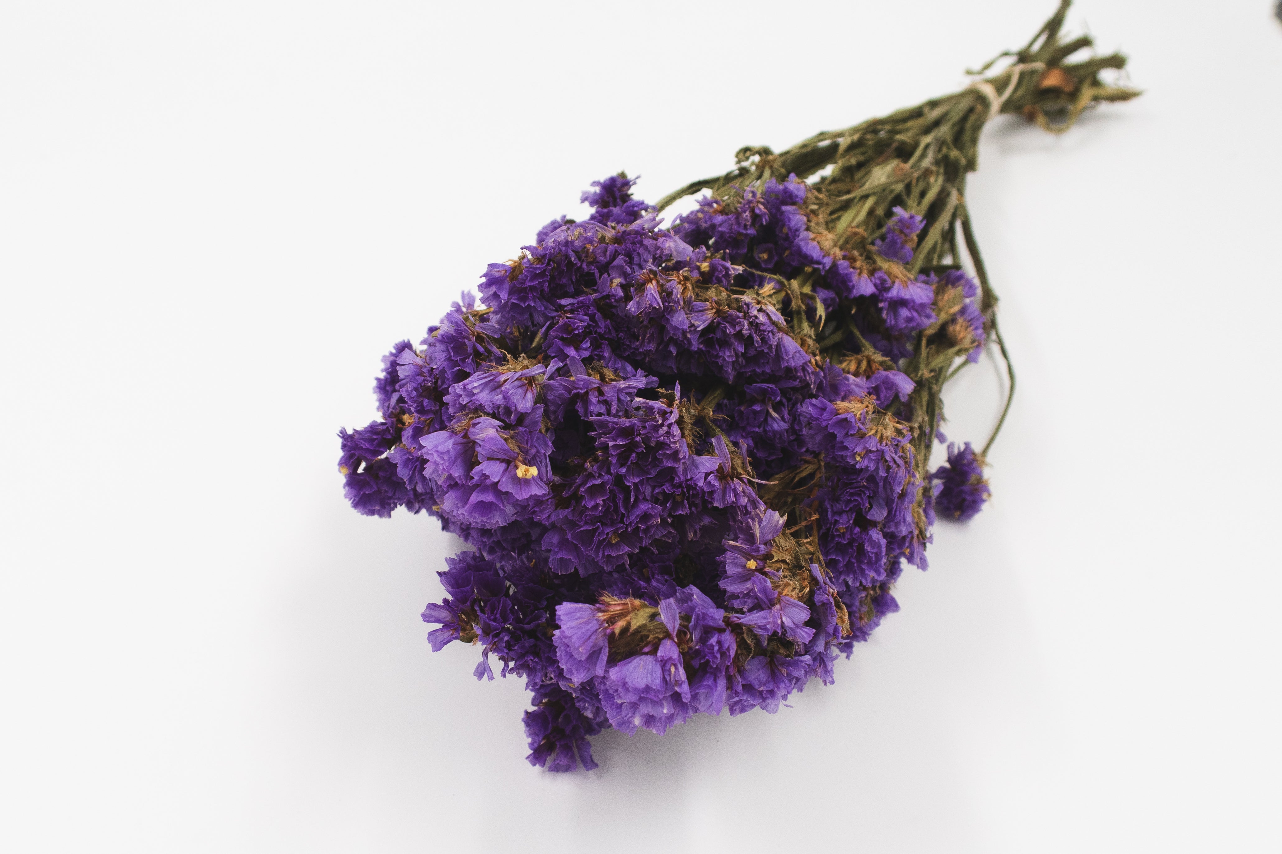 Statice Dunkelviolett