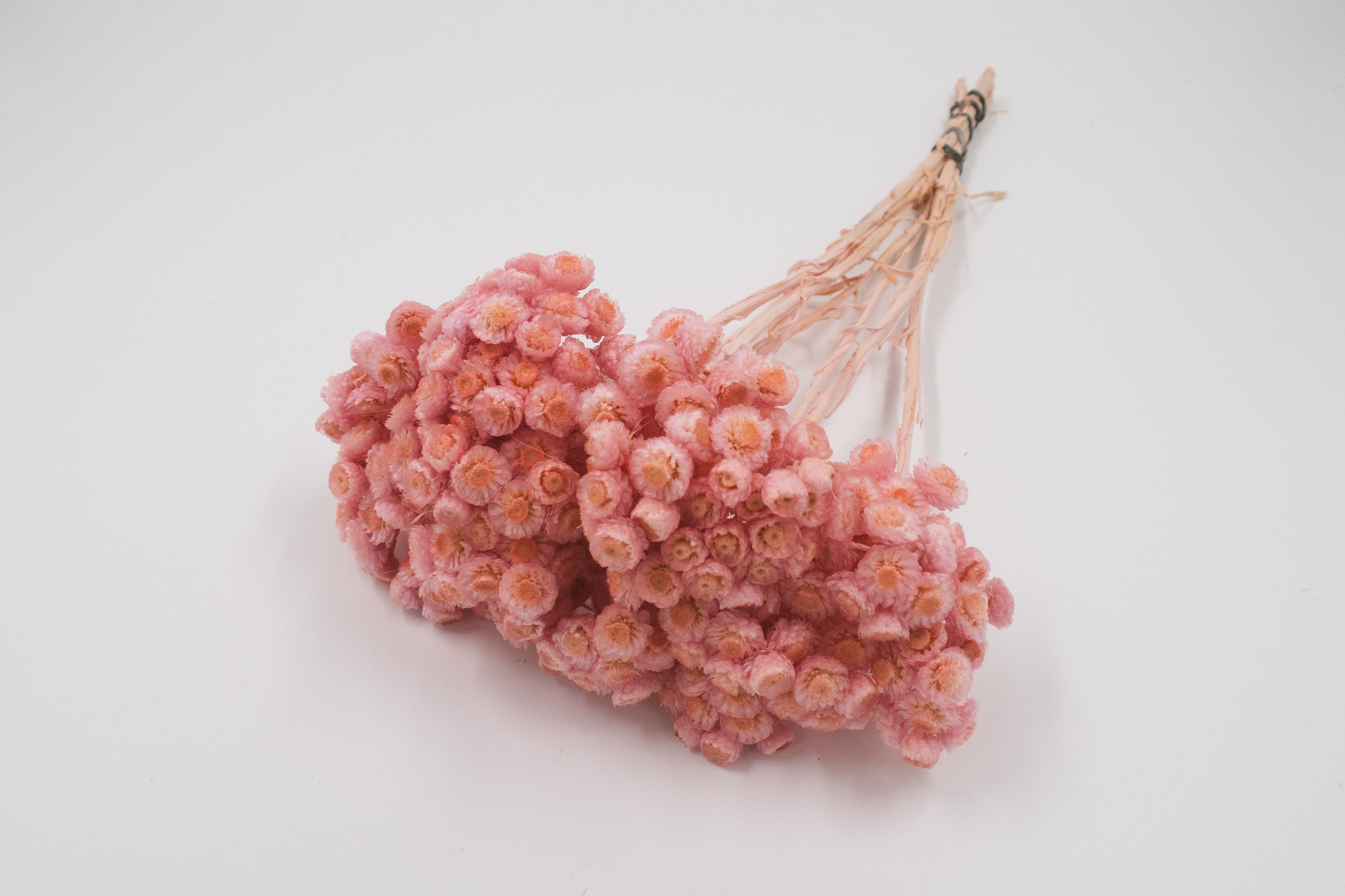 Helicrysum Roze