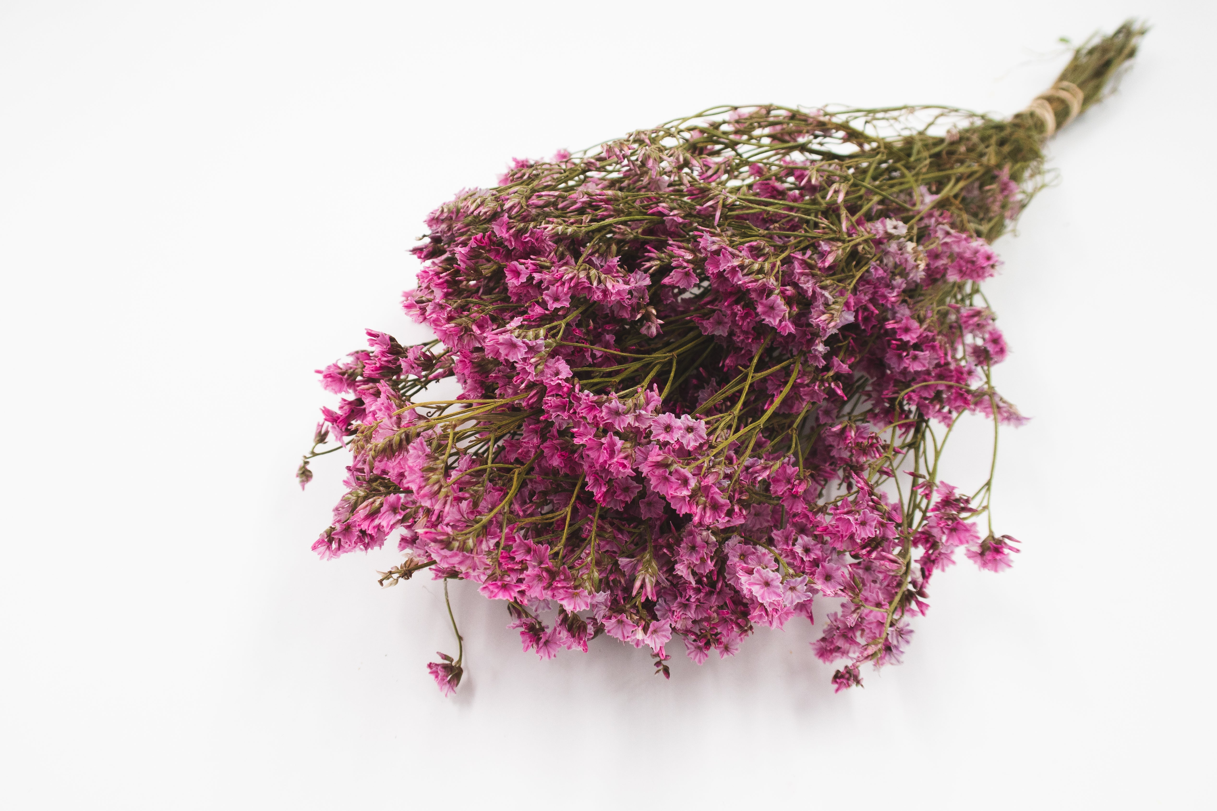 Limonium Lichtroze